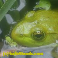 /home//u458753944/public_html/sourcegallery////////////Frogs/More bullfrogs/P7150859.JPG